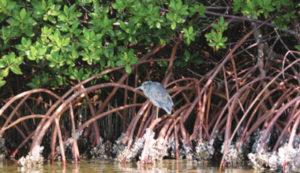 mangroves