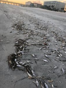 fish kill on beach