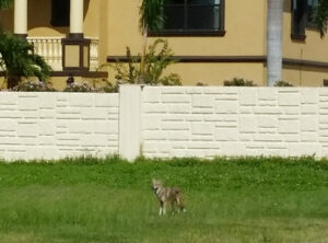 A coyote in Redington Shores