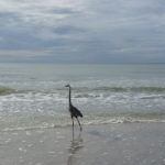 bird on redington shores beach