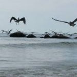 pelicans in redington shores