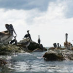pelicans in redington shores